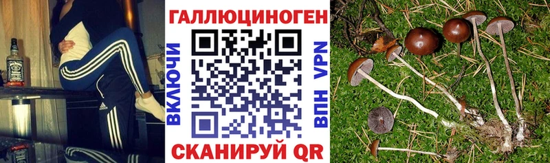 Купить закладки  Мценск  Галлюциногенные грибы Psilocybine cubensis 